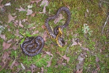 holbrooki