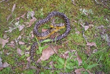 houston local speckled