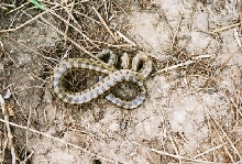 houston local caligaster