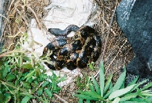 houston tx rat