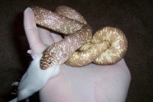 lavender speckled eating