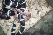 king vs copper