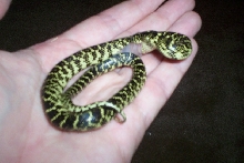 speckled king X yuma king hybrid