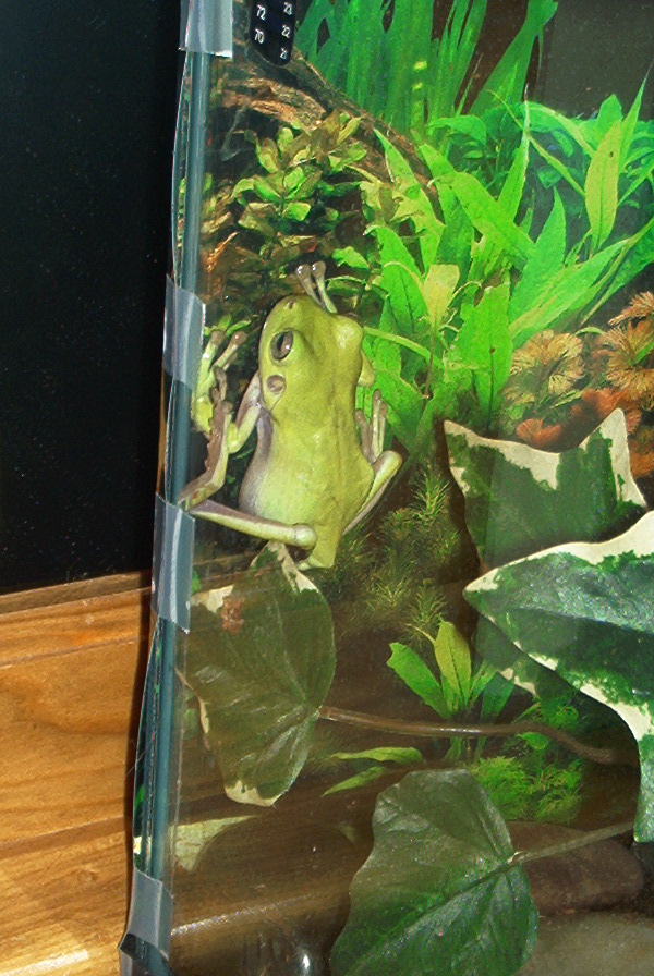 white's shedding