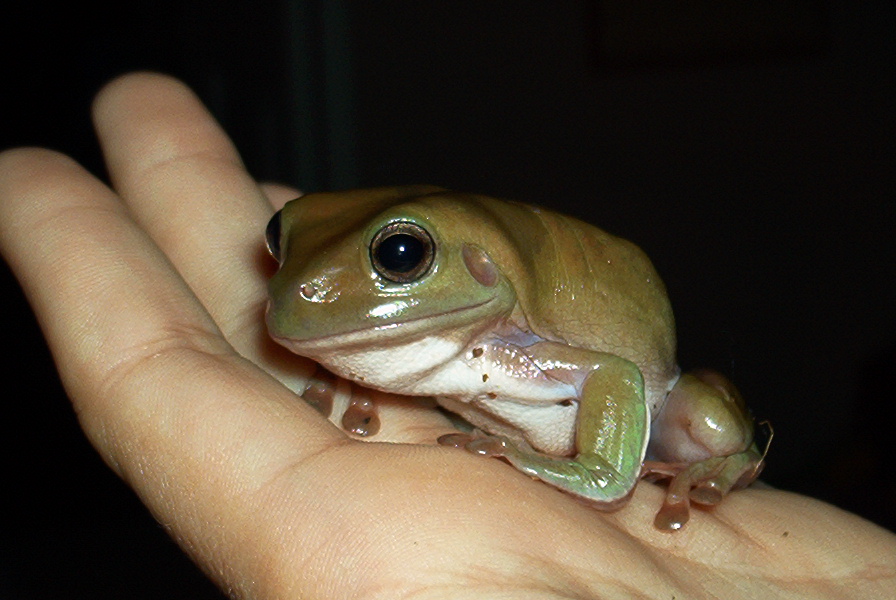 Gollum