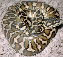 IJ carpet juvie