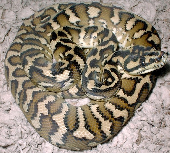 IJ carpet juvie