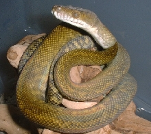 Juvie Xanthic Moluccan