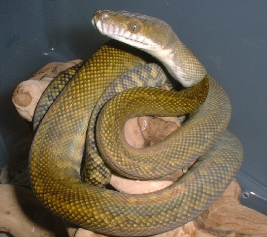 Juvie Xanthic Moluccan
