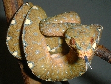Wamena GTP