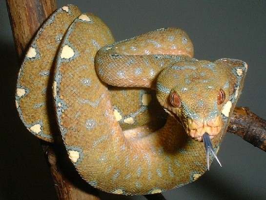 Wamena GTP