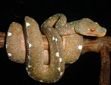 Wamena GTP
