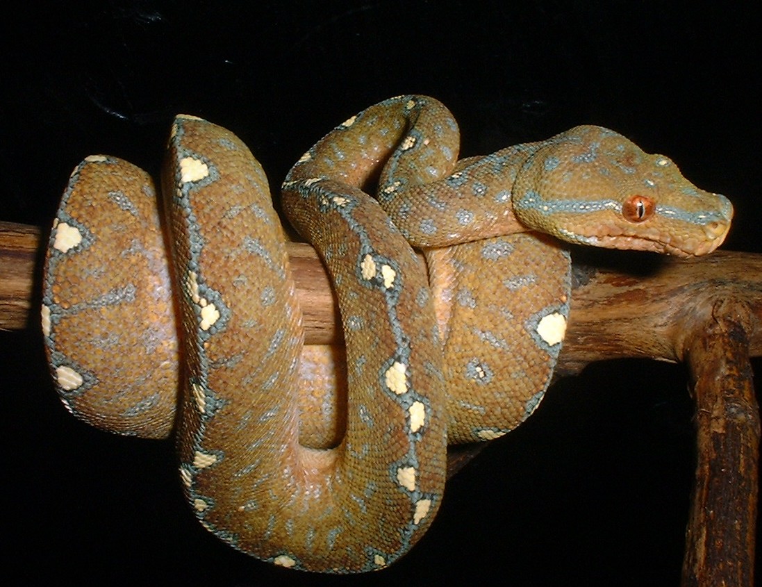Wamena GTP