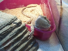 Lounging