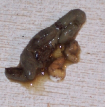 Sick Poop