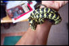 Better pic of Leary female
