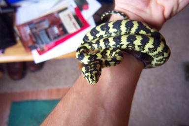 Better pic of Leary female