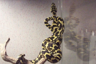 Leary Female