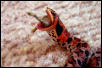 Eastern Hognose