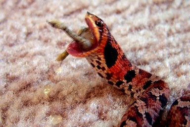 Eastern Hognose