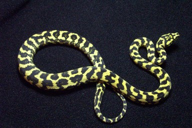 Leary female 02'