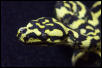 Head shot
