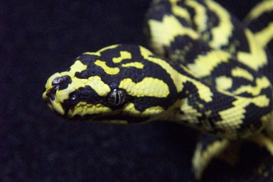 Head shot