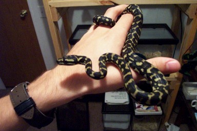 Leary Male 03'