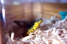 Female speck