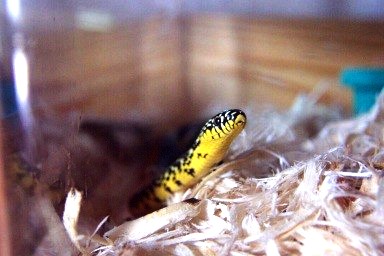 Female speck
