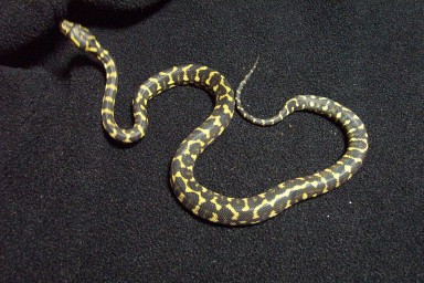 Leary male 03'