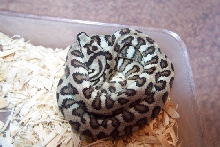 Jaguar2