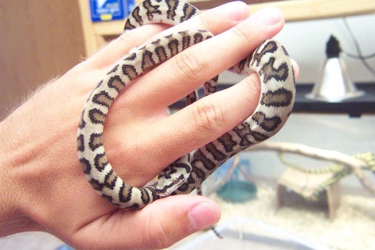 Jaguar