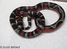 partial striped Andean 2012