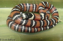 L.t.abnorma hatchling