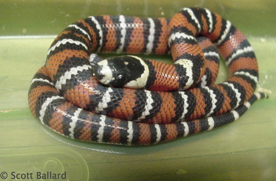 L.t.abnorma hatchling