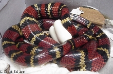 L.t.abnorma laying eggs