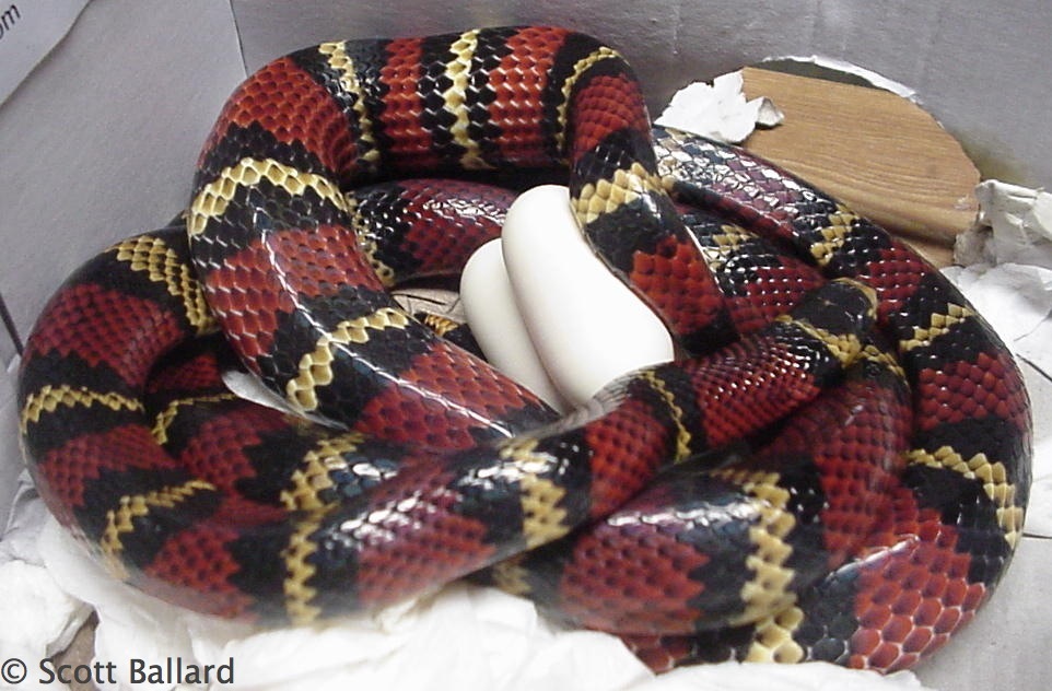 L.t.abnorma laying eggs