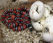 L.t.abnorma hatchlings