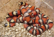 central Nicaraguan hondurensis babies