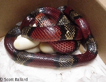 central Nicaraguan hondurensis eggs