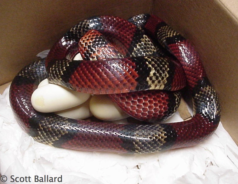 central Nicaraguan hondurensis eggs