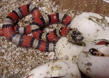 central Nicaraguan hondurensis hatching