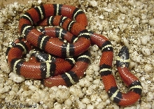 L.t. conanti hatchlings from Coyuca de Benitez
