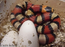 high yellow central Nicaraguan hondurensis