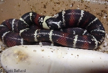 high black southern Honduras stuarti