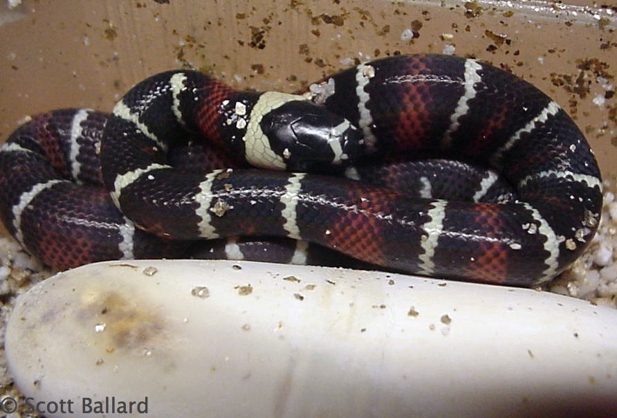 high black southern Honduras stuarti