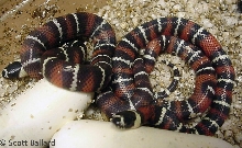 hatchling southern Honduras stuarti