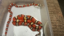 2016 central Nicaraguan hondurensis hatchlings