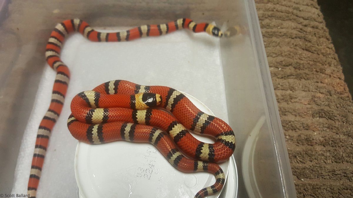 2016 central Nicaraguan hondurensis hatchlings